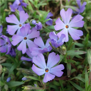 Phlox Douglasii 'Purple Pinwheel'